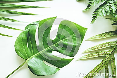 Real tropical leaves set pattern backgrounds on white.flat lay Stock Photo