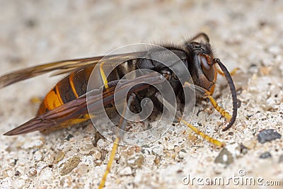 Real Vespa Velutina Macro Stock Photo