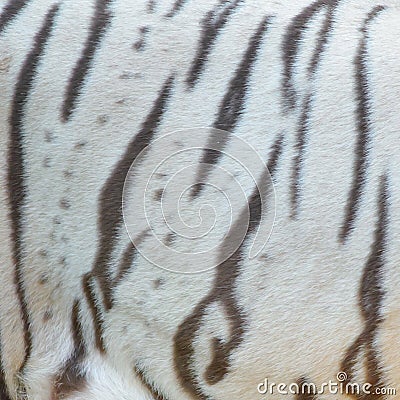 Real white bengal tiger fur Stock Photo