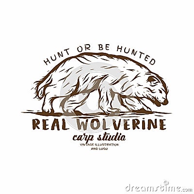 The real wolverine animal, vector vintage illustration logo Vector Illustration