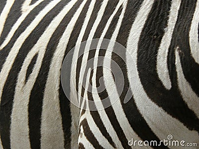 real Zebra stripes Stock Photo