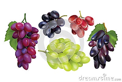 Realisitc grapes set collection Vector Illustration