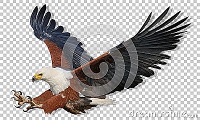 Realistic African Fish Eagle swoop attack hand drawn and paint color on checkered pattern background vector Vector Illustration