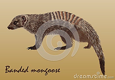 Realistic African striped mongoose, isolated Vector Illustration