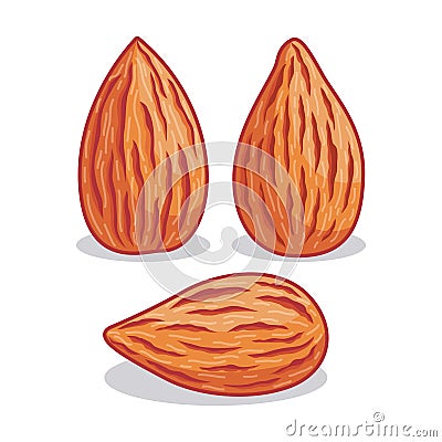 Realistic almond illustration with different shape Vector Illustration