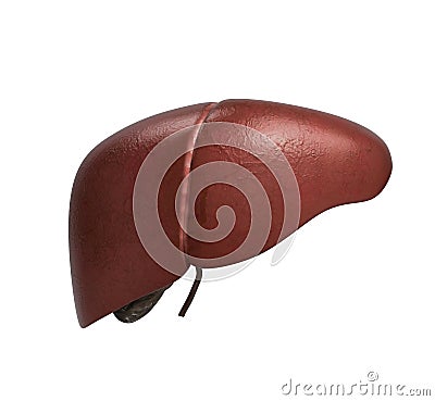Realistic anatomical model of healthy human liver with gallbladder Stock Photo