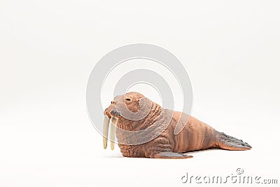 Realistic animal toy, walrus Stock Photo