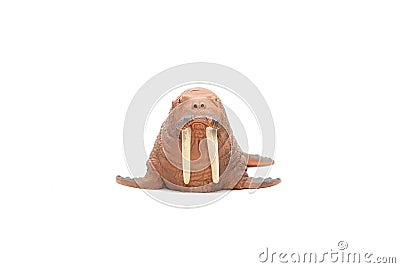 Realistic animal toy, walrus Stock Photo