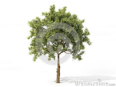 Realistic apple tree isolated on a white. 3d illustration Cartoon Illustration