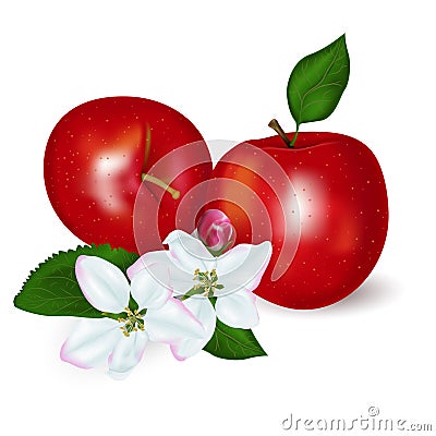 Realistic apples with flowers Vector Illustration