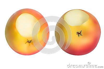 Realistic apples set. Vector Illustration