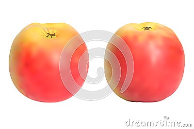 Realistic apples set. Vector Illustration