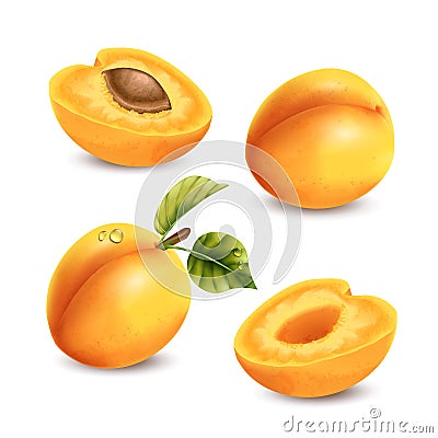 Realistic Apricot Set Vector Illustration