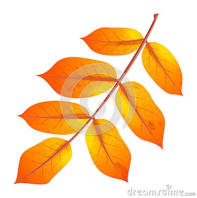 Realistic autumn leaf. Fall orange wood foliage, single decor element, fall botanical, isolated decorative yellow leaves Vector Illustration