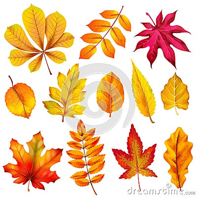 Realistic autumn leaves. Fall orange wood foliage of chestnut and maple. Oak and ash, linden and birch leaf isolated Vector Illustration