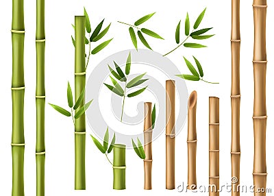 Realistic bamboo. Green and brown bamboo stems with leaves, asian forest 3d vector isolated china and japan decoration Vector Illustration