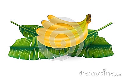 Realistic banana fruit and leaf Vector Illustration
