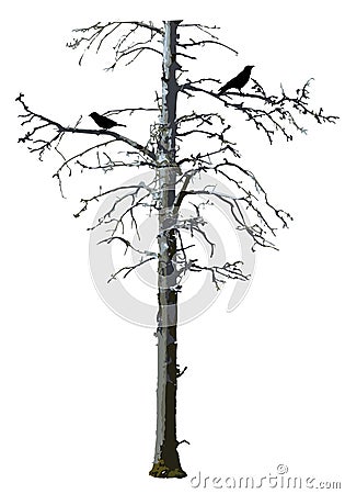 Realistic bare scary tree vector with birds. Vector Illustration