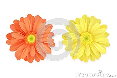 Realistic beautiful orange and yellow flowers isolated on white background. Vector image Vector Illustration