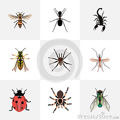 Realistic Bee, Poisonous, Gnat And Other Vector Elements. Set Of Bug Realistic Symbols Also Includes Arachnid, Alive Vector Illustration