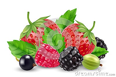 Realistic berries vector. Strawberry, raspberry, goose berry, blackberry isolated on white background Vector Illustration