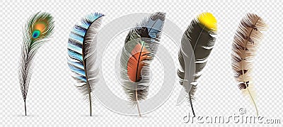 Realistic bird feathers. Detailed colorful feather of different birds. 3d vector collection isolated on transparent Vector Illustration