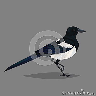 Realistic bird Magpie isolated on a grey background. Vector Illustration
