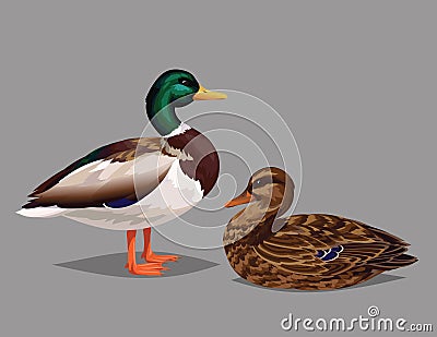 Realistic birds Wild Ducks on a grey background. Vector Illustration