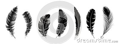 Realistic black feathers. Birds feather, quill swan or crow plumage elements. Decorative isolated fluffy boho symbols Vector Illustration