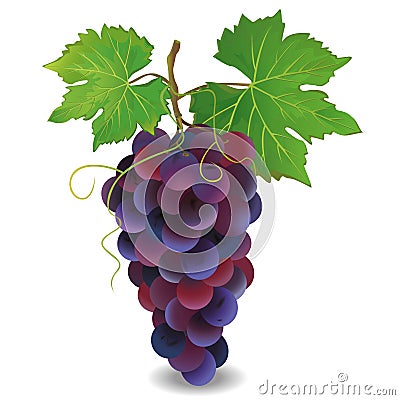 Realistic blue grape over white Vector Illustration