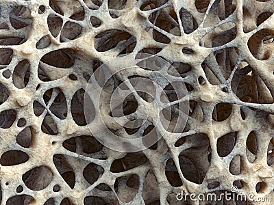 Realistic bone spongy structure close-up, bone texture affected by osteoporosis Cartoon Illustration