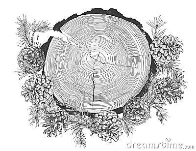 Realistic Botanical ink sketch of fir tree branches with pine cone and tree growth rings trunk isolated on white Vector Illustration