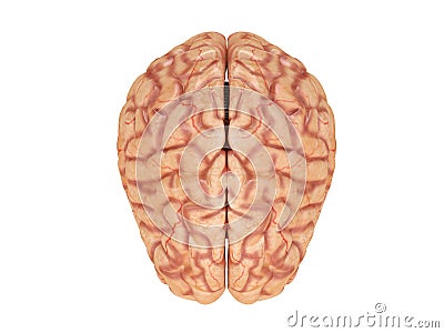 Realistic brain from side or front view isolated on a white background 3d rendering Stock Photo