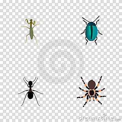 Realistic Bug, Ant, Tarantula And Other Vector Elements. Set Of Bug Realistic Symbols Also Includes Pismire, Blue Vector Illustration