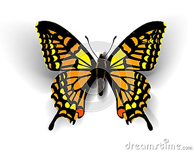 Realistic butterfly on white Vector Illustration