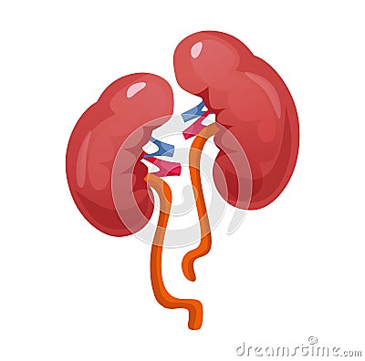 Realistic cartoon kidney icon isolated on white background Vector Illustration