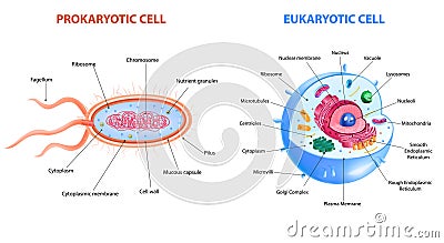 Realistic Cells Anatomy Vector Illustration