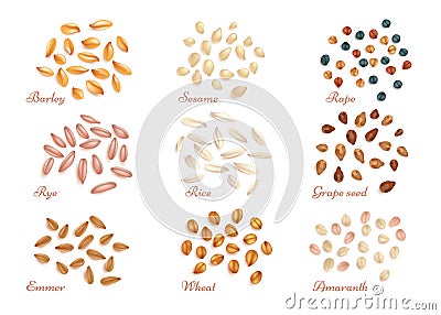 Realistic cereal grains and oil seeds vector set Vector Illustration