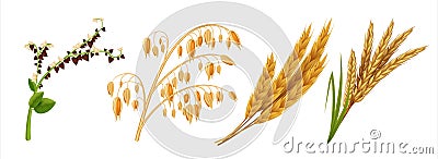 Realistic cereals. Oat wheat rice and barley ears, 3D agricultural healthy food and harvest seeds. Vector isolated crops Vector Illustration