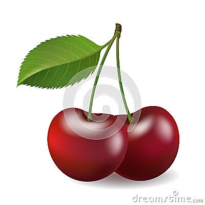 Realistic cherry isolated Vector Illustration