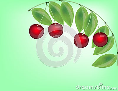 Realistic Cherry Isolated on Green Background Stock Photo