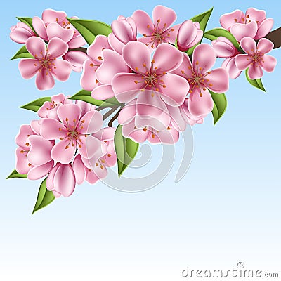 Realistic cherry tree branch with pink flowers for spring Vector Illustration