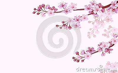 Realistic chinese pink sakura background on soft rose background. Oriental pattern flower blossom spring background. 3D Vector Illustration