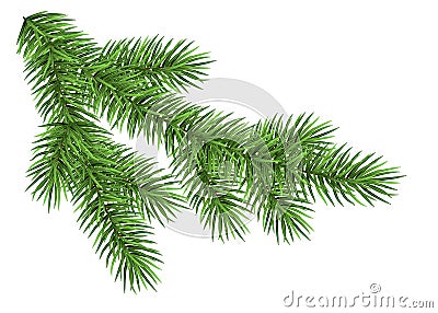 Realistic Christmas tree branch. Vector Illustration