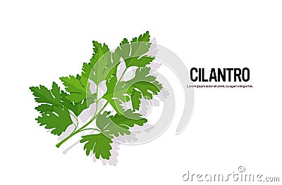 Realistic cilantro tasty fresh herb green leaves healthy food concept horizontal Vector Illustration
