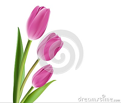 Realistic Colorful Tulips in Isolated Background Vector Illustration