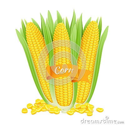 Realistic corncobs. Vector corn grains and cobs with leaves isolated on white background Vector Illustration