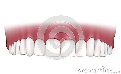 Realistic correct human upper jaw. Human jaw isolated on white background. Dental concept. Vector Illustration