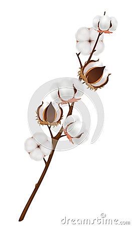 Realistic Cotton Flower Branch Composition Vector Illustration