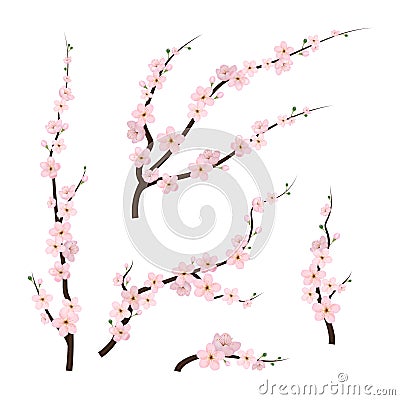 Realistic 3d Detailed Blooming Cherry Blossom. Vector Vector Illustration